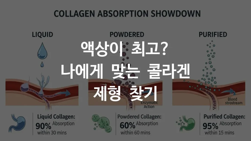 액상, 가루, 정제 콜라겐의 체내 분해 및 흡수 속도 비교 인포그래픽
